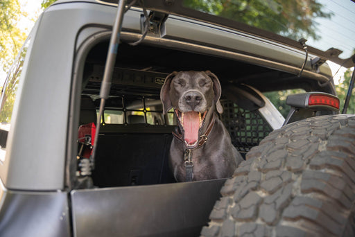 DV8 Offroad 2021-2024 Ford Bronco Dog Barrier – image 2 of 20