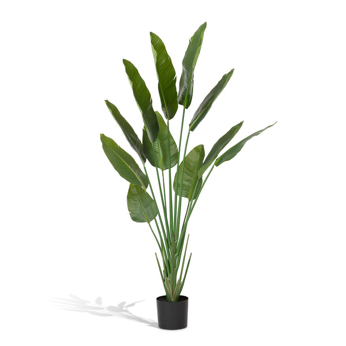 Park Hill Collection Faux Traveler Palm with Weighted Black Pot, 70"