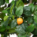 Faux Orange Tree with Weighted Black Pot, 98" D-019-3-520-16H - angle view