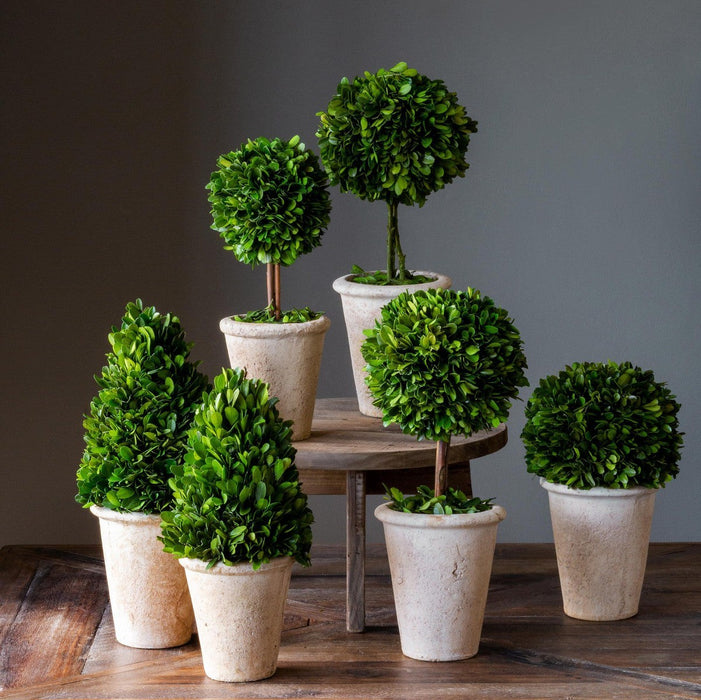 Park Hill Collection Garden Floral Collection of Boxwood Topiaries, Set of 6, Assorted Sizes EBD80076 Park Hill Collection