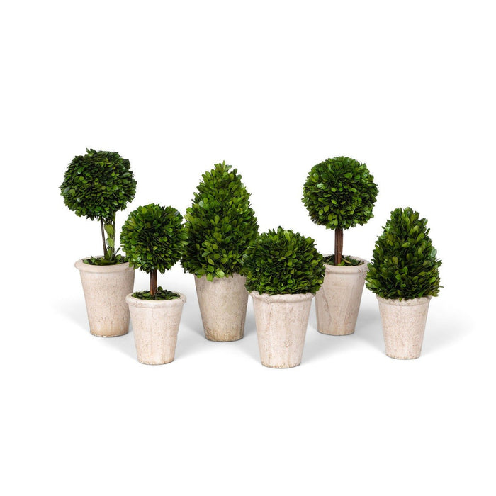Park Hill Collection Garden Floral Collection of Boxwood Topiaries, Set of 6, Assorted Sizes EBD80076 Park Hill Collection