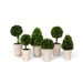 Park Hill Collection Garden Floral Collection of Boxwood Topiaries, Set of 6, Assorted Sizes EBD80076 Park Hill Collection