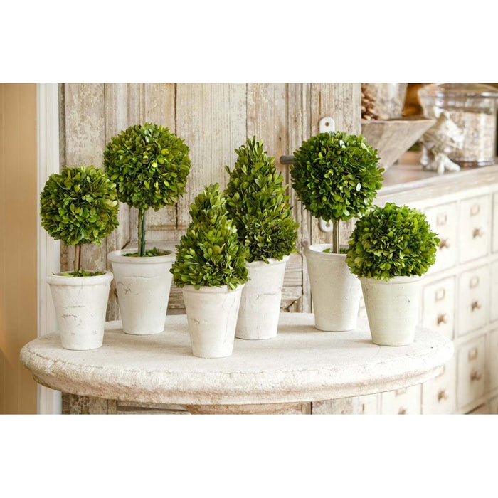 Park Hill Collection Garden Floral Collection of Boxwood Topiaries, Set of 6, Assorted Sizes EBD80076 Park Hill Collection