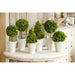 Park Hill Collection Garden Floral Collection of Boxwood Topiaries, Set of 6, Assorted Sizes EBD80076 Park Hill Collection