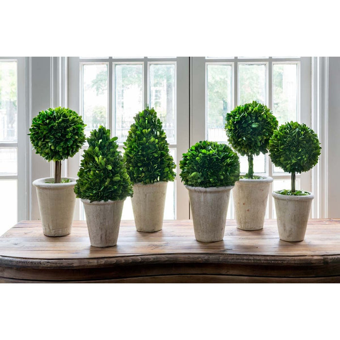 Park Hill Collection Garden Floral Collection of Boxwood Topiaries, Set of 6, Assorted Sizes EBD80076 Park Hill Collection