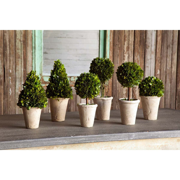 Park Hill Collection Garden Floral Collection of Boxwood Topiaries, Set of 6, Assorted Sizes EBD80076 Park Hill Collection