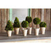 Park Hill Collection Garden Floral Collection of Boxwood Topiaries, Set of 6, Assorted Sizes EBD80076 Park Hill Collection
