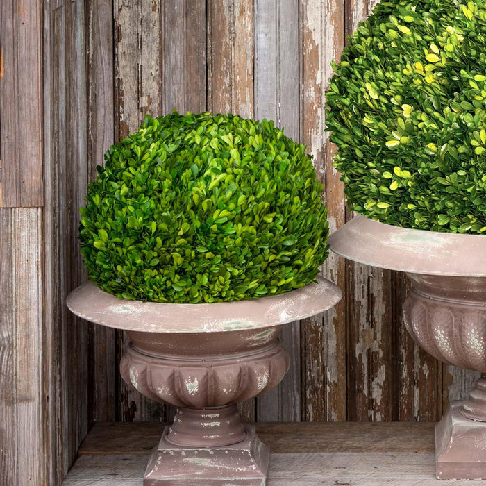 Park Hill Collection Preserved Boxwood Ball, 16" (view 3)