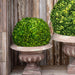 Park Hill Collection Preserved Boxwood Ball, 16" (view 3)