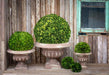 Preserved Boxwood Ball, 21" EBD80086 - angle view
