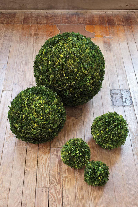 Preserved Boxwood Ball, 21" EBD80086 - detail close-up