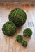 Preserved Boxwood Ball, 21" EBD80086 - detail close-up