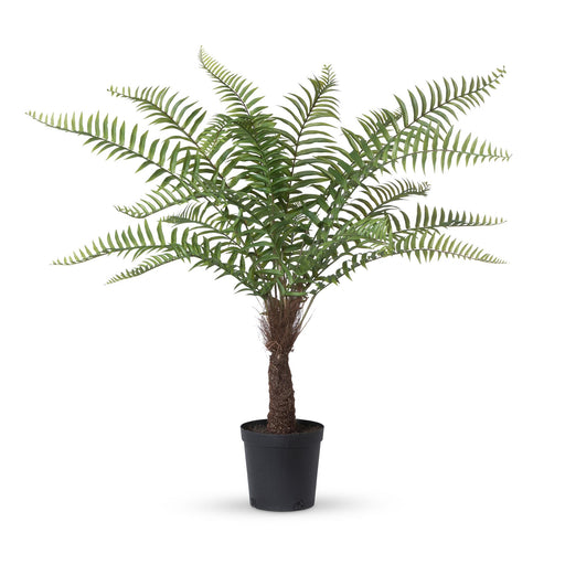 Park Hill Collection Giant Tree Fern in Grower's Pot, 44"