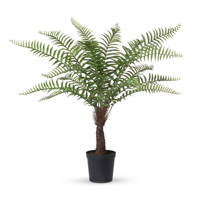 Park Hill Collection Giant Tree Fern in Grower's Pot, 44"
