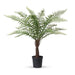 Park Hill Collection Giant Tree Fern in Grower's Pot, 44"
