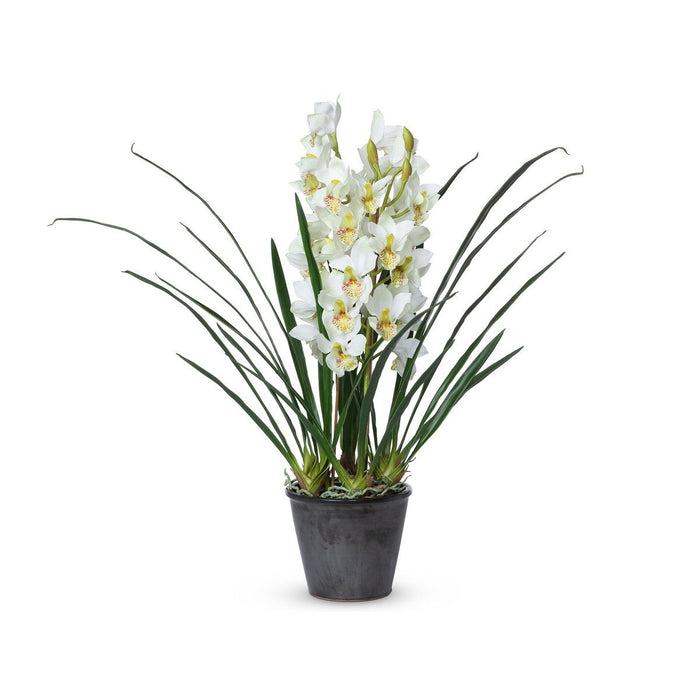 Park Hill Collection Garden Floral Cymbidium Plant, Potted EBQ26111 Park Hill Collection