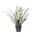 Park Hill Collection Garden Floral Cymbidium Plant, Potted EBQ26111 Park Hill Collection