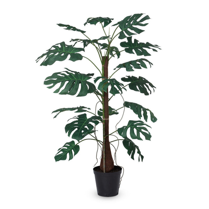Park Hill Collection Garden Floral Climbing Giant Monstera Plant in Growers Pot EBQ26119 Park Hill Collection