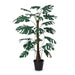 Park Hill Collection Garden Floral Climbing Giant Monstera Plant in Growers Pot EBQ26119 Park Hill Collection