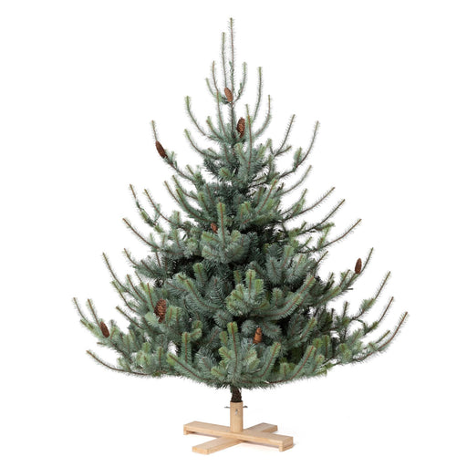 Park Hill Blue Spruce Christmas Tree, 5.5' Tree Lot XPQ20294 - front view
