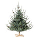 Park Hill Blue Spruce Christmas Tree, 5.5' Tree Lot XPQ20294 - front view