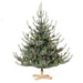 Park Hill Blue Spruce Christmas Tree, 5.5' Tree Lot XPQ20294 - angle view