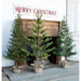 Park Hill Collection Tree Lot Third-Year Faux Seedling Trees, Set of 3, Assorted Styles XPQ80212 Park Hill Collection