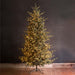 Park Hill Collection Tree Lot 10' Park Hill Blue Spruce LED Lights XPQ82162 Park Hill Collection