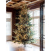 Park Hill Collection Tree Lot 10' Park Hill Blue Spruce LED Lights XPQ82162 Park Hill Collection