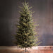 Park Hill Collection Tree Lot 10' Park Hill Blue Spruce LED Lights XPQ82162 Park Hill Collection