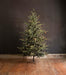 Park Hill Blue Spruce Christmas Tree, 9' XPQ82165 - back view