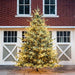 Park Hill Collection Tree Lot 12' Park Hill Blue Spruce Christmas Pine Tree LED Lights XPQ82167 Park Hill Collection