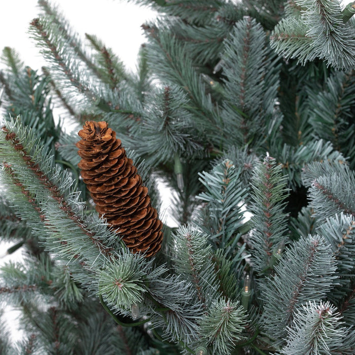 Park Hill Collection Tree Lot 7.5' Park Hill Blue Spruce LED Clear/Multi-Color Option XPQ82169 Park Hill Collection