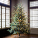 Park Hill Collection Tree Lot 7.5' Park Hill Blue Spruce LED Clear/Multi-Color Option XPQ82169 Park Hill Collection