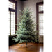 Park Hill Collection Tree Lot 7.5' Park Hill Blue Spruce LED Clear/Multi-Color Option XPQ82169 Park Hill Collection