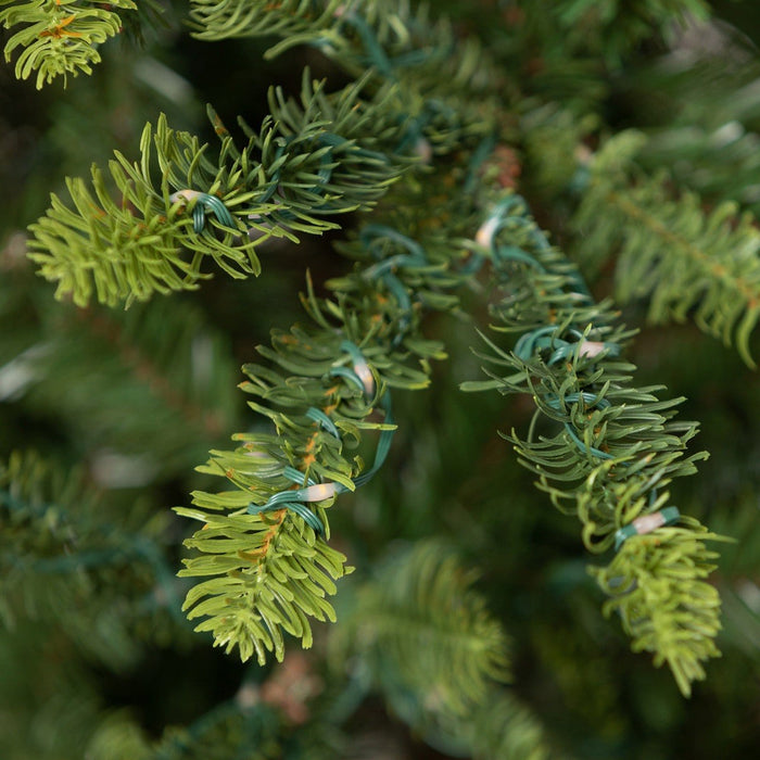 Park Hill Collection Tree Lot 5' Great Northern Spruce Pine Tree with Micro LED Lights XPQ90662 Park Hill Collection