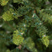 Park Hill Collection Tree Lot 5' Great Northern Spruce Pine Tree with Micro LED Lights XPQ90662 Park Hill Collection
