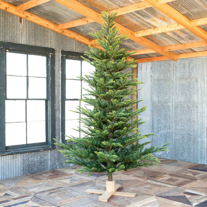 Park Hill Collection Tree Lot 9' Great Northern Spruce Tree with Micro LED Lights XPQ90664 Park Hill Collection