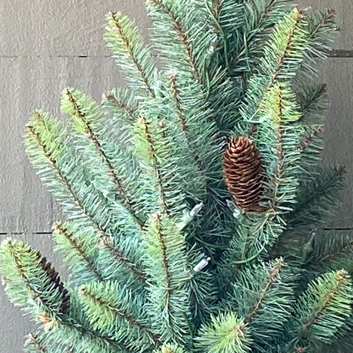 Park Hill Collection Tree Lot 12' Slim Blue Spruce Tree with LED Lights XPQ90688 Park Hill Collection