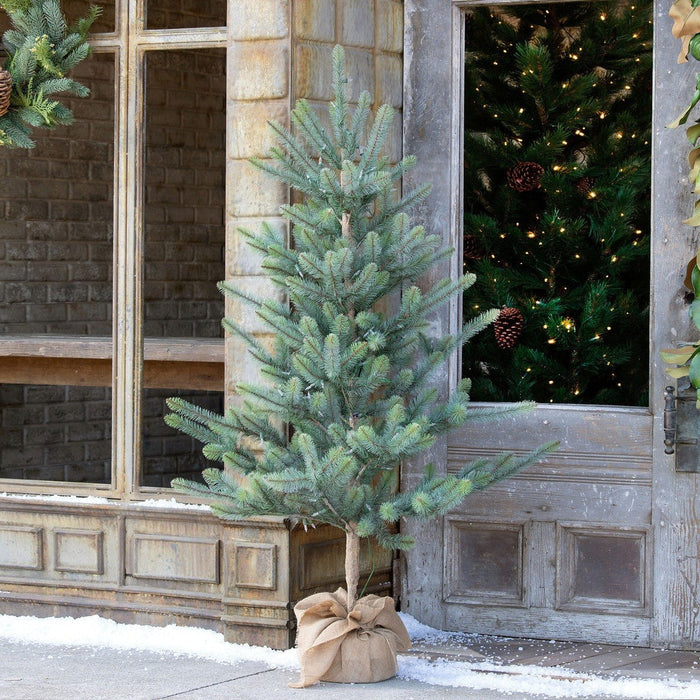 Park Hill Collection Tree Lot 60" Burlap Wrapped Blue Spruce Pine Tree Seedling with LED Battery Lights XPQ90689 Park Hill Collection