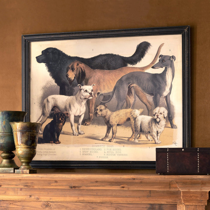 Park Hill Collection Domestic Dogs Framed Print - Large Distressed Black Artwork Showcasing... Home Decor - Side View