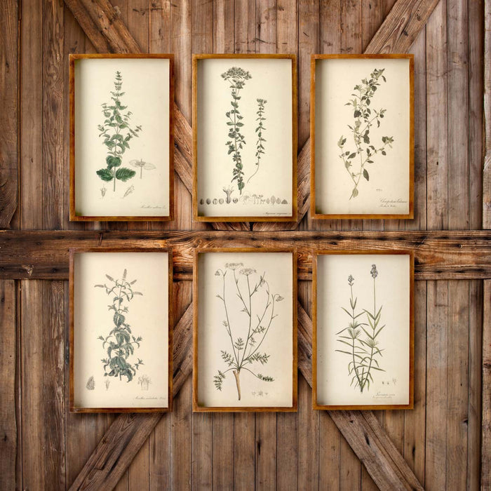 Park Hill Collection Collected Vintage Botanical Framed Prints Set of 6 – Elegant Shadowbox Display... Home Decor - Close-Up