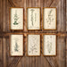 Park Hill Collection Collected Vintage Botanical Framed Prints Set of 6 – Elegant Shadowbox Display... Home Decor - Close-Up