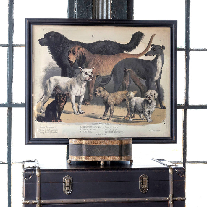 Park Hill Collection Domestic Dogs Framed Print - Large Distressed Black Artwork Showcasing... Home Decor - Dimensions