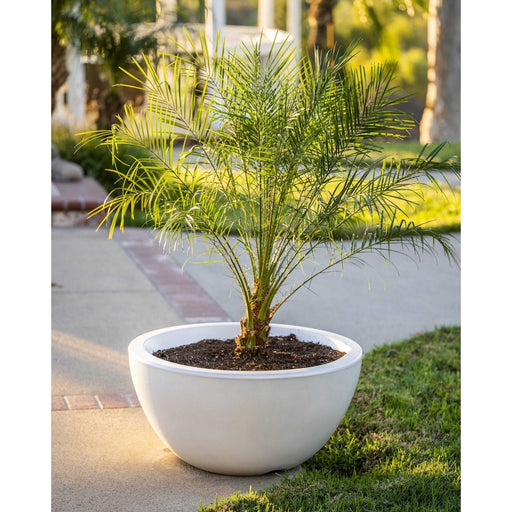 The Outdoor Plus Luna Planter Bowl | GFCR Concrete The Outdoor Plus